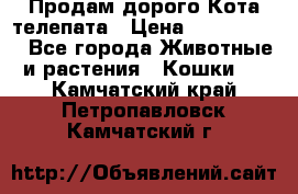  Продам дорого Кота-телепата › Цена ­ 4 500 000 - Все города Животные и растения » Кошки   . Камчатский край,Петропавловск-Камчатский г.